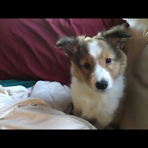 Meet your Posher, Kit